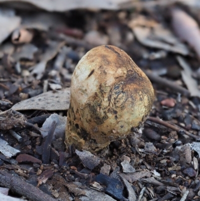 Pisolithus marmoratus (Horse Dung Fungus) at Macgregor, ACT - 24 Jun 2020 by Caric