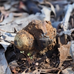 Pisolithus marmoratus at Macgregor, ACT - 24 Jun 2020