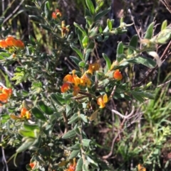 Grevillea alpina (Mountain Grevillea / Cat's Claws Grevillea) at West Albury, NSW - 11 Aug 2020 by Alburyconservationcompany