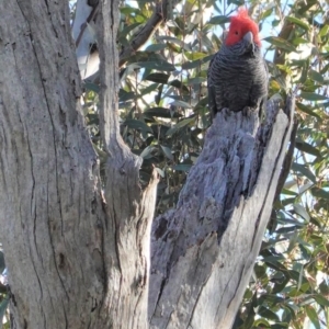 Callocephalon fimbriatum at Deakin, ACT - suppressed