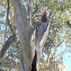 Callocephalon fimbriatum at Deakin, ACT - 10 Aug 2020