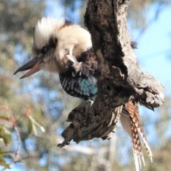 Dacelo novaeguineae (Laughing Kookaburra) at Deakin, ACT - 10 Aug 2020 by JackyF