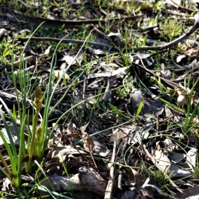 Bulbine bulbosa (Golden Lily, Bulbine Lily) at Deakin, ACT - 10 Aug 2020 by JackyF