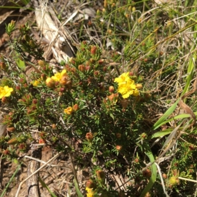 Hibbertia sp. (Guinea Flower) at Indigo Valley, VIC - 11 Aug 2020 by Alburyconservationcompany