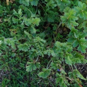 Erodium crinitum at Hughes, ACT - 10 Aug 2020