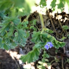 Erodium crinitum at Hughes, ACT - 10 Aug 2020