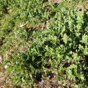 Erodium crinitum at Hughes, ACT - 10 Aug 2020