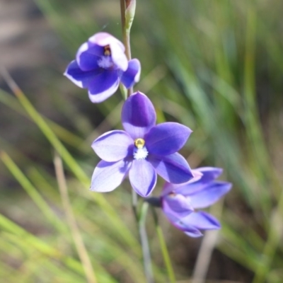 Thelymitra purpurata (Wallum Sun Orchid) - 1 Jan 1900 by JoanH