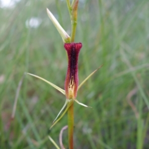 Cryptostylis hunteriana at Coolum Beach, QLD - suppressed