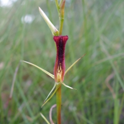 Cryptostylis hunteriana (Leafless Tongue Orchid) - 1 Jan 1900 by JoanH