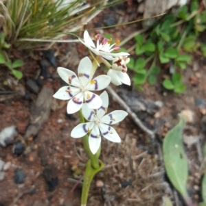 Wurmbea dioica subsp. dioica at Isaacs, ACT - 10 Aug 2020