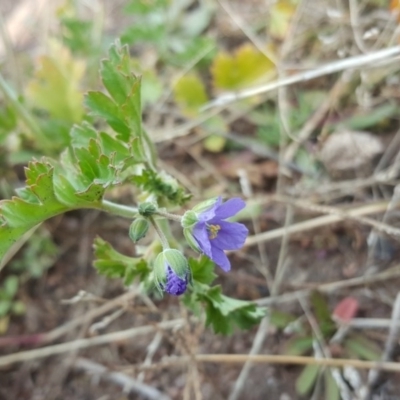 Erodium crinitum (Native Crowfoot) at Isaacs Ridge and Nearby - 10 Aug 2020 by Mike