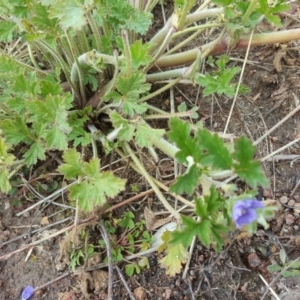 Erodium crinitum at Isaacs, ACT - 10 Aug 2020