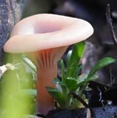 Clitocybe s. l. at Umbagong District Park - 24 Jun 2020 by Caric