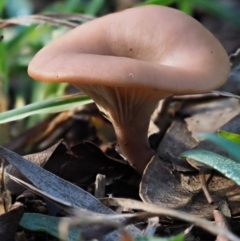 Clitocybe s. l. at Latham, ACT - 24 Jun 2020