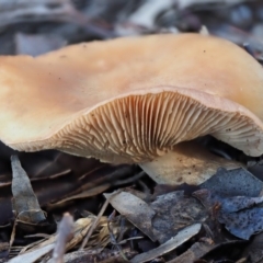 Cortinarius sp. at Umbagong District Park - 24 Jun 2020 by Caric