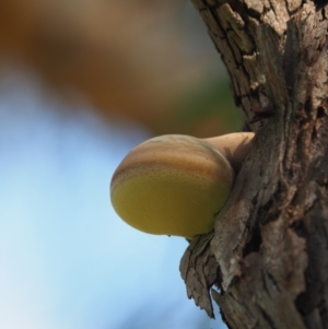 Laetiporus portentosus at Latham, ACT - 25 Jun 2020