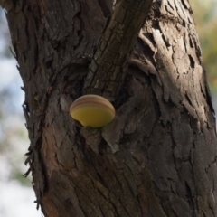 Laetiporus portentosus at Latham, ACT - 25 Jun 2020