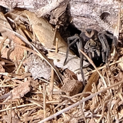 Lycosidae (family) (Unidentified wolf spider) at Molonglo River Reserve - 11 Aug 2020 by Kurt