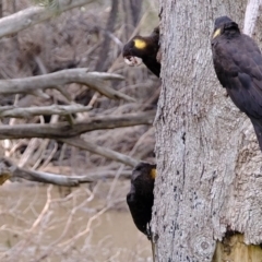 Zanda funerea (Yellow-tailed Black-Cockatoo) at Holt, ACT - 11 Aug 2020 by Kurt