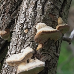 zz Polypore (shelf/hoof-like) at Umbagong District Park - 27 Jun 2020 by Caric