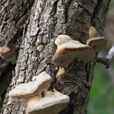 zz Polypore (shelf/hoof-like) at Umbagong District Park - 27 Jun 2020 by Caric