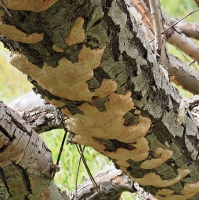 zz flat polypore - white(ish) at Latham, ACT - 27 Jun 2020 by Caric