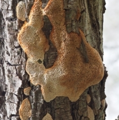zz flat polypore - white(ish) at Latham, ACT - 27 Jun 2020 01:31 PM