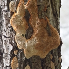 zz flat polypore - white(ish) at Latham, ACT - 27 Jun 2020 01:31 PM