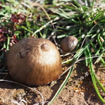 Unidentified Cap on a stem; gills below cap [mushrooms or mushroom-like] at Umbagong District Park - 2 Jul 2020 by Caric