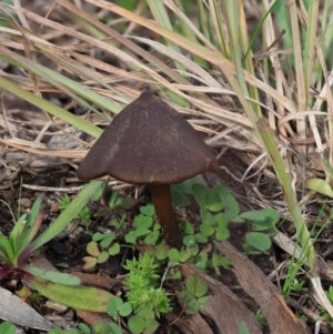 Entoloma sp. at Latham, ACT - 26 Jun 2020 01:09 PM