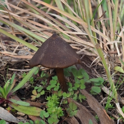 Entoloma sp. (Entoloma) at Latham, ACT - 26 Jun 2020 by Caric