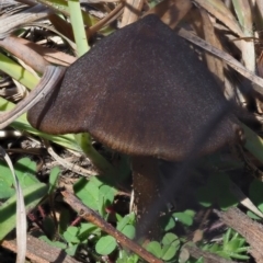 Entoloma sp. at Latham, ACT - 26 Jun 2020 01:09 PM