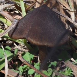 Entoloma sp. at Latham, ACT - 26 Jun 2020 01:09 PM