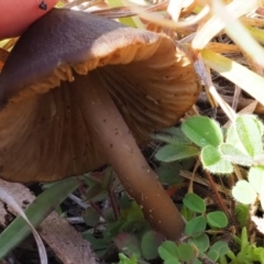 Entoloma sp. at Latham, ACT - 26 Jun 2020 01:09 PM