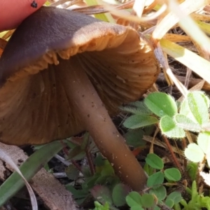 Entoloma sp. at Latham, ACT - 26 Jun 2020