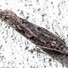 Spilonota-group (A Tortricid moth) at Latham, ACT - 11 Aug 2020 by Roger