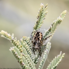 Araneus hamiltoni (Hamilton's Orb Weaver) at Latham, ACT - 11 Aug 2020 by Roger