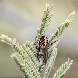 Araneus hamiltoni at Latham, ACT - 11 Aug 2020 12:46 PM