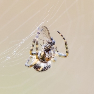 Araneus hamiltoni at Latham, ACT - 11 Aug 2020