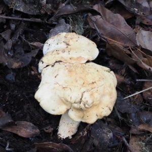 zz agaric (stem; gills white/cream) at Macgregor, ACT - 11 Jul 2020