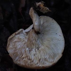 zz agaric (stem; gills white/cream) at Macgregor, ACT - 11 Jul 2020