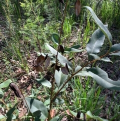 Lomatia ilicifolia (Holly Lomatia) at Ulladulla, NSW - 5 Aug 2020 by margotallatt