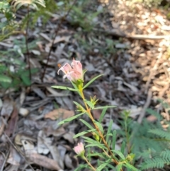 Pimelea linifolia (Slender Rice Flower) at Ulladulla, NSW - 5 Aug 2020 by margotallatt