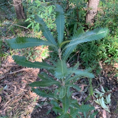 Banksia serrata (Saw Banksia) at Ulladulla, NSW - 5 Aug 2020 by margotallatt