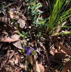 Lobelia sp. (A Lobelia) at Ulladulla, NSW - 5 Aug 2020 by margotallatt