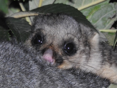 Trichosurus vulpecula (Common Brushtail Possum) at Fadden, ACT - 10 Aug 2020 by YumiCallaway