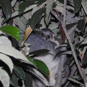 Trichosurus vulpecula at Fadden, ACT - 10 Aug 2020