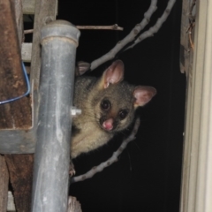 Trichosurus vulpecula at Fadden, ACT - suppressed