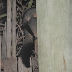 Trichosurus vulpecula at Fadden, ACT - suppressed